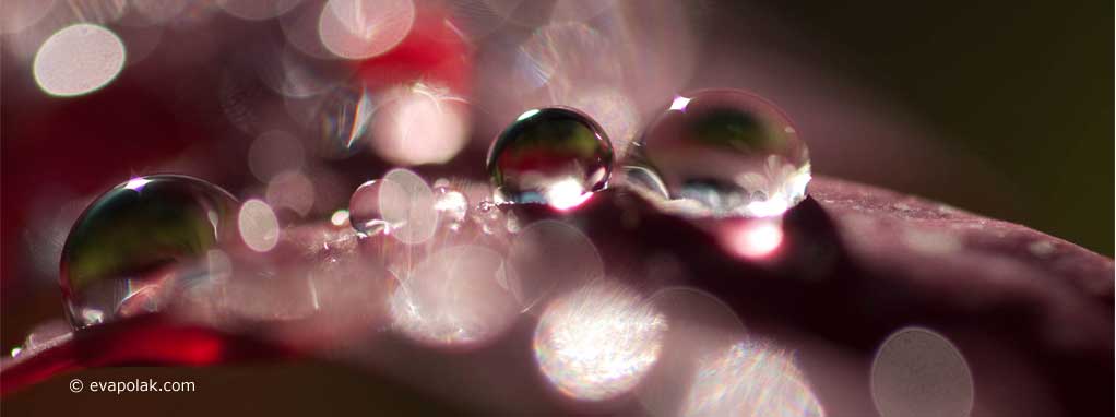 macro shot of water droplets